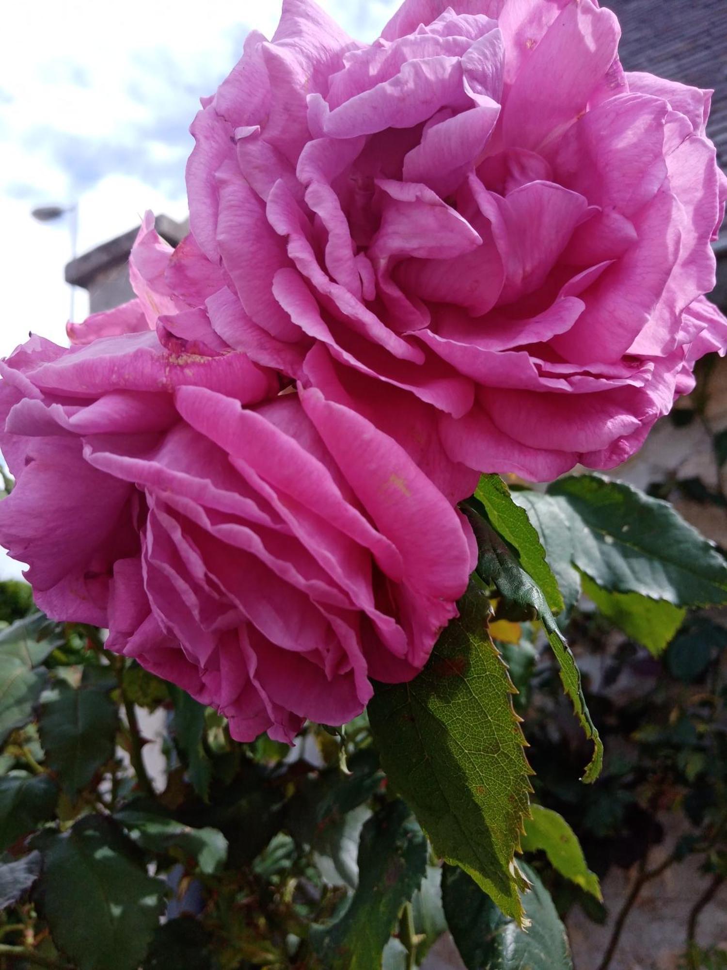 Bed and Breakfast Rose Garden Bayeux Exterior foto